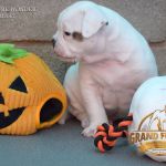 Grand Future American Bulldog Puppies