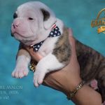 Grand Future American Bulldog Puppy