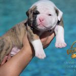 Grand Future American Bulldog Puppy