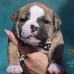 Grand Future American Bulldog Puppy