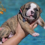 Grand Future American Bulldog Puppy
