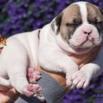 Grand Future American Bulldog Puppy