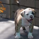 Grand Future Yale