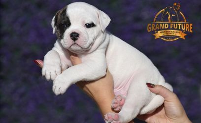 Grand Future American Bulldog Puppy