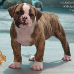 Grand Future Yukon