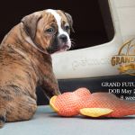 Grand Future Zephyra - American Bulldog puppy