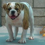Grand Future Atlas - male American Bulldog puppy