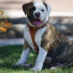 Grand Future Avalon - American Bulldog puppy