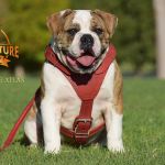 Grand Future Atlas - American Bulldog puppy (male)