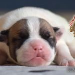 Grand Future American Bulldog Puppy