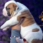 Grand Future American Bulldog Puppy