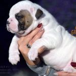 Grand Future American Bulldog Puppy