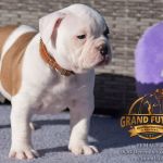 Grand Future American Bulldog Puppy