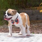 Grand Future Quantum - Male American Bulldog Puppy For Sale