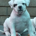 Grand Future Wonder - American Bulldog Puppy For Sale