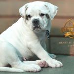 Grand Future Wonder - American Bulldog puppy for sale