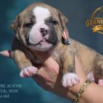 Grand Future American Bulldog Puppy