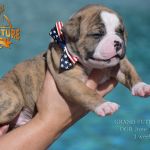Grand Future American Bulldog Puppy
