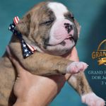 Grand Future American Bulldog Puppy