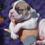 Grand Future American Bulldog Puppy