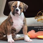Grand Future Zephyra - American Bulldog puppy