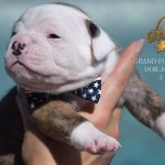 Grand Future American Bulldog Puppy