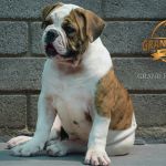 Grand Future Atlas - male American Bulldog puppy