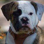 Grand Future Avalon - American Bulldog puppy