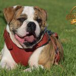 Grand Future Atlas - American Bulldog puppy (male)