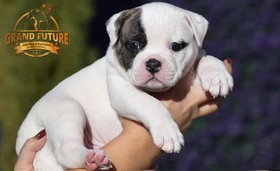 Grand Future American Bulldog Puppy