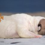 Grand Future American Bulldog Puppy