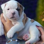 Grand Future American Bulldog Puppy