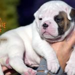 Grand Future American Bulldog Puppy