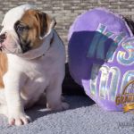 Grand Future American Bulldog Puppy