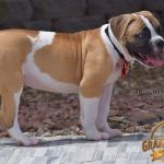 Grand Future Quantum - Male American Bulldog Puppy For Sale