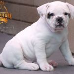 Grand Future Wonder - American Bulldog Puppy For Sale