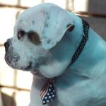 Grand Future Wonder - American Bulldog puppy for sale