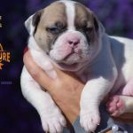 Grand Future American Bulldog Puppy