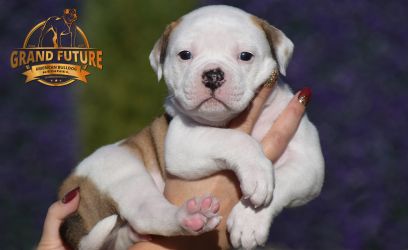 Grand Future American Bulldog Puppy