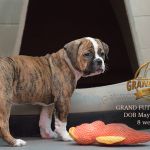 Grand Future Zephyra - American Bulldog puppy