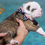Grand Future American Bulldog Puppy