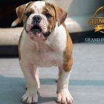 Grand Future Atlas - male American Bulldog puppy