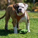 Grand Future Avalon - American Bulldog puppy