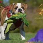 Grand Future Atlas - American Bulldog puppy (male)