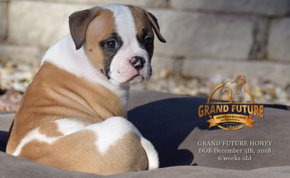 Grand Future Honey
