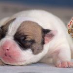 Grand Future American Bulldog Puppy