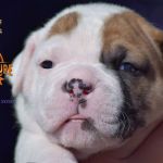 Grand Future American Bulldog Puppy