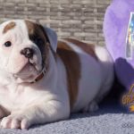 Grand Future American Bulldog Puppy