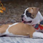 Grand Future Quantum - Male American Bulldog Puppy For Sale