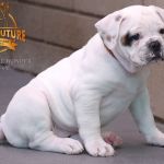 Grand Future Wonder - American Bulldog Puppy For Sale
